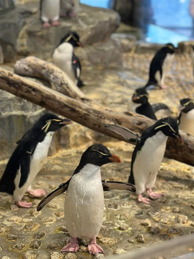 A Family’s Ultimate 6-Day Osaka Adventure: From Nara Deer to Super Mario World!