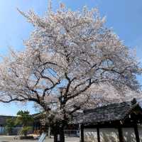 Myōken-ji Temple