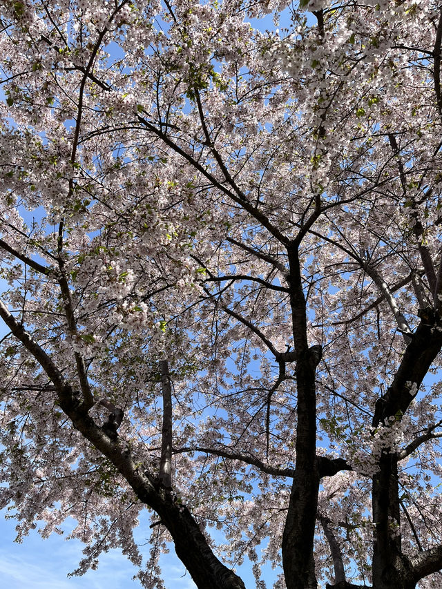 Spring at Lake Toya