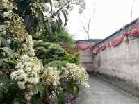 龍南正桂村必睇大榕樹