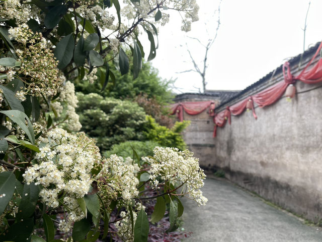 龍南正桂村必睇大榕樹