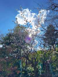 【東京】ここ行ったらやるべき3つのこと🌸桜の神結びで運気アップ