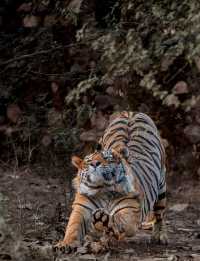 Ranthambore Tiger Reserve