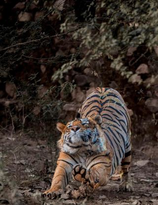 Ranthambore Tiger Reserve