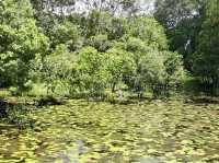 🌿 Sirinthon Peat Swamp Forest: A Backpacker’s Guide to Thailand’s Mysterious Wetland Wonder!