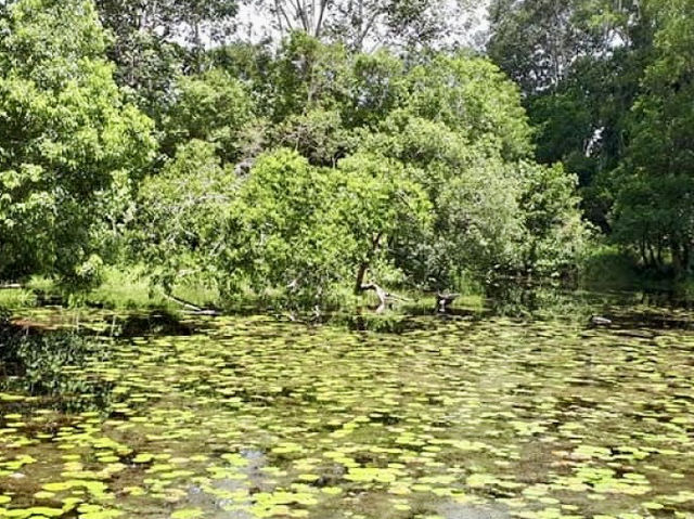 🌿 Sirinthon Peat Swamp Forest: A Backpacker’s Guide to Thailand’s Mysterious Wetland Wonder!