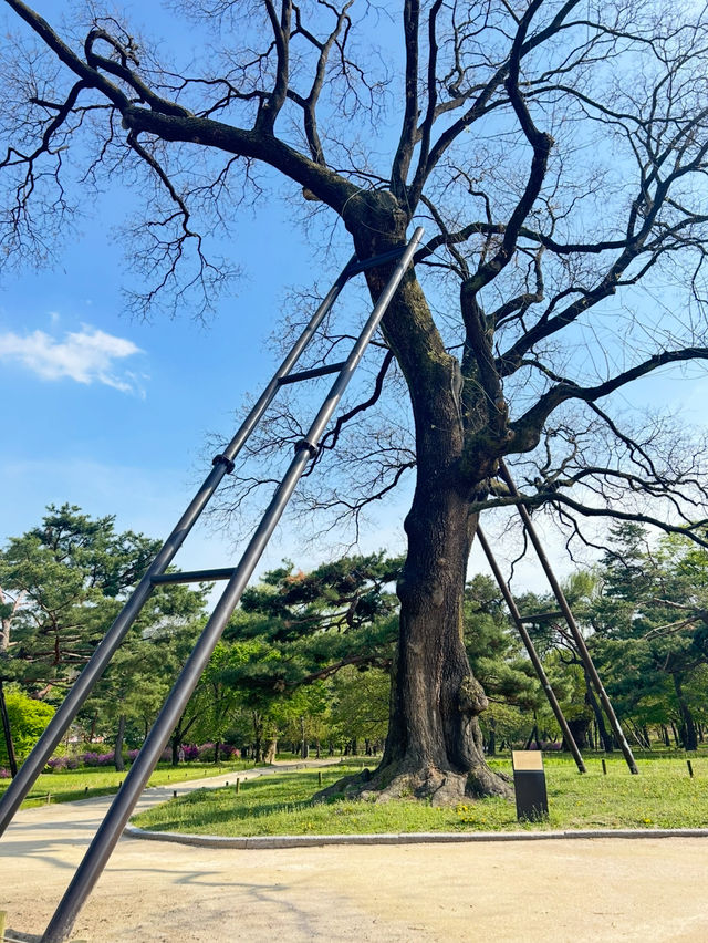 창경궁, 조선의 시간