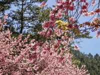 BLOSSOMS IN THE MOUNTAINS | WULING FARM CHERRY BLOSSOM SEASON