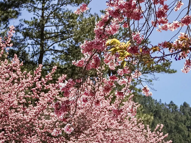 BLOSSOMS IN THE MOUNTAINS | WULING FARM CHERRY BLOSSOM SEASON