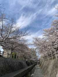 一本松川綠道，靜靜盛開的櫻花風景。