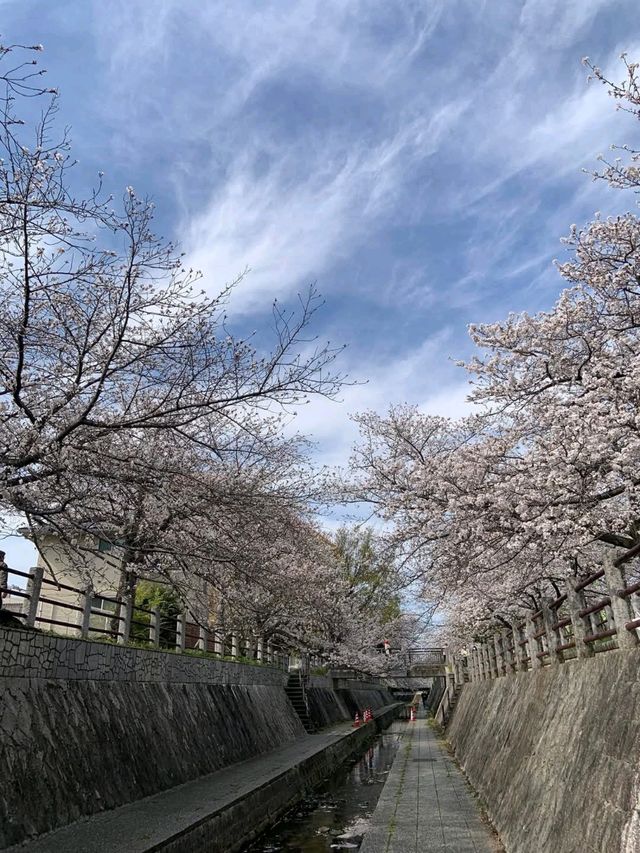 一本松川綠道，靜靜盛開的櫻花風景。