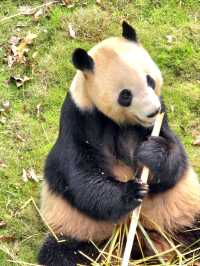 熊貓粉絲必到景點