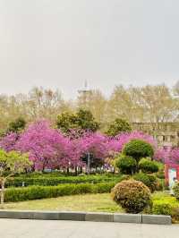 Pink Petals & Ancient Stones: Cherry Blossoms at Zhou Wangcheng Square