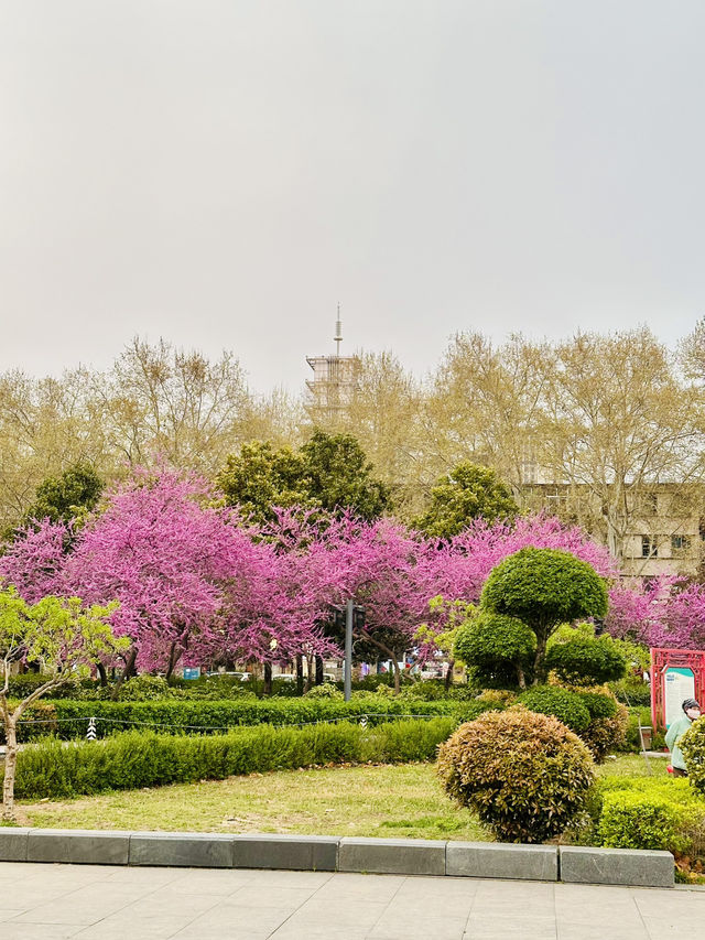 Pink Petals & Ancient Stones: Cherry Blossoms at Zhou Wangcheng Square