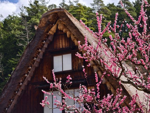 下呂合掌村賞櫻