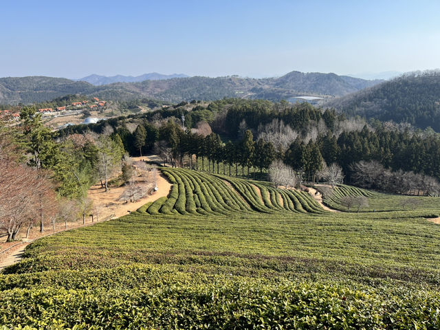 Boseong Tea Plantation – Worth the Journey for These Green Views
