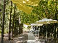 Coco & Coff ร้านกาแฟในสวนมะพร้าวและสน