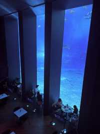 沖繩｜再遠都值得跑一趟 美麗海水族館的黑潮之美