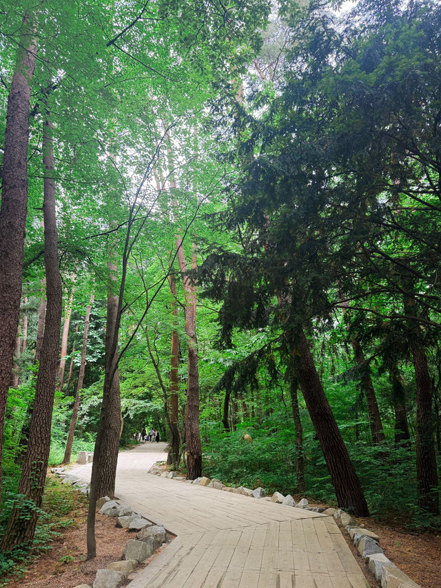 【山梨】ウイスキー好きなら一度は行きたい、白州蒸溜所で過ごす大人のごほうび時間🌲🥃