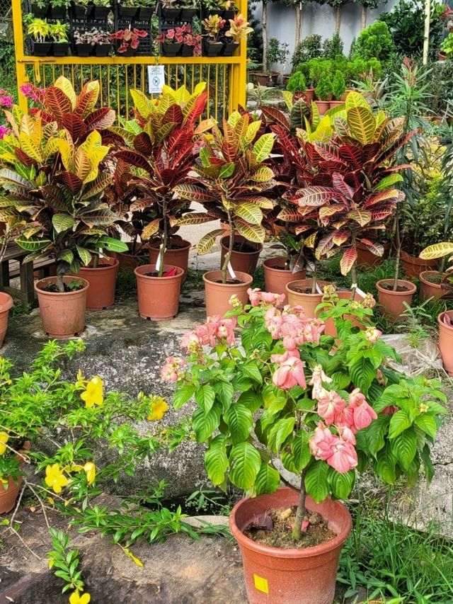 Visit Far East Flora to satiate your Spring fever!