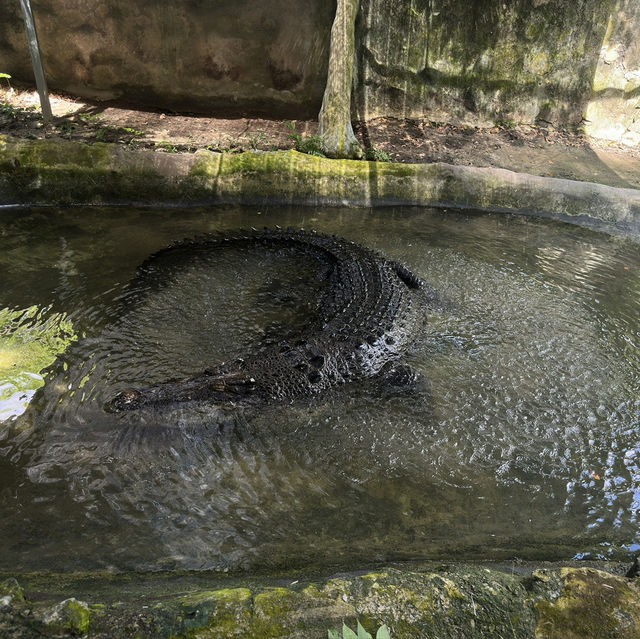 Lets Watch Croc’s Bite! 🐊