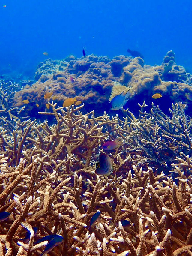 海の中に広がる感動の世界、シミランでしか味わえない体験を🐢🌊✨