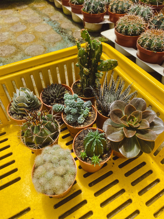 Little pricks heaven at Cactus Point 🌵