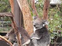 Healesville Sanctuary – VIC