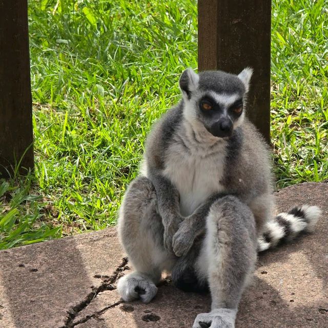 Australia Zoo – Sunshine Coast, QLD