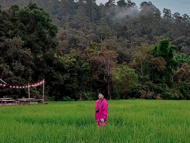 โฮมสเตย์เชียงใหม่...รอบบ้านมีนา🌾 บนฟ้ามีดาว⭐