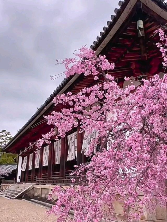 Horyu-ji มรดกโลกแห่งนารา งดงามเหนือกาลเวลา