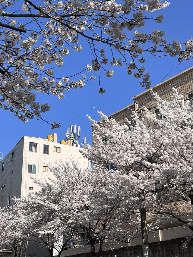 대전 목련, 벚꽃 여행🤍🩷