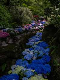 今、奈良で見るべき絶景✨岡寺 あじさゐ回廊開催中5/24~7/6まで✨