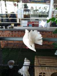 Secret Garden Café in Desaru – Budget-Friendly and Beautiful!