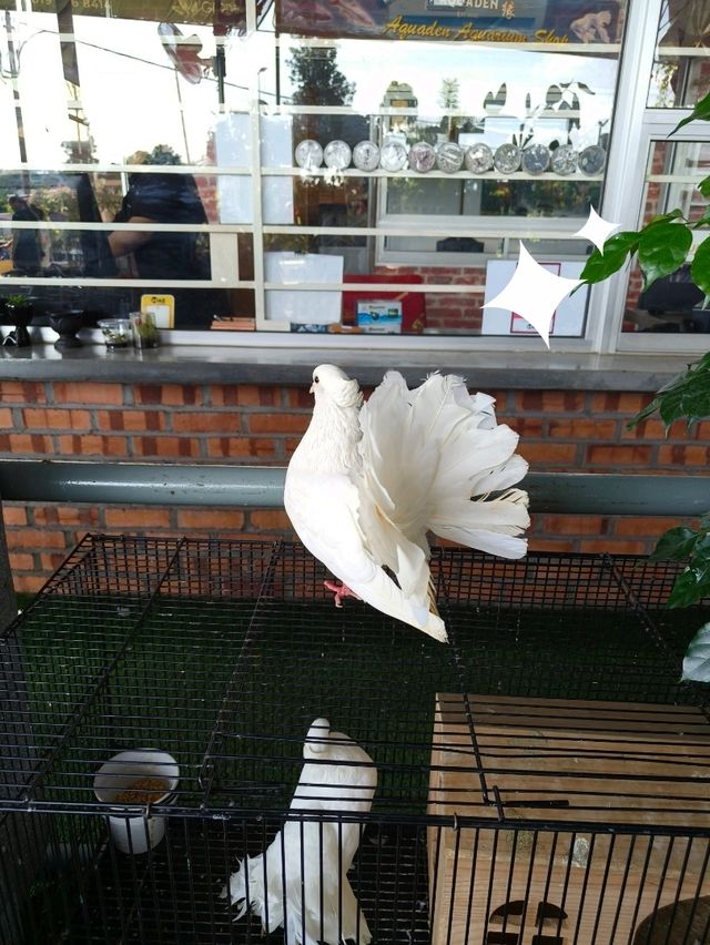 Secret Garden Café in Desaru – Budget-Friendly and Beautiful!