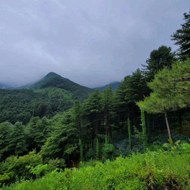 Forest Feels & Quiet Trails, Chukryeongsan Escape