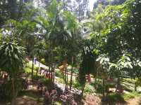 Anna Park Yercaud