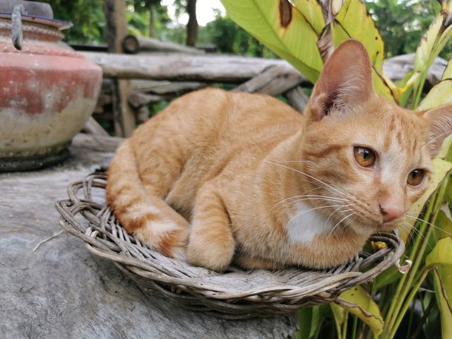 บ้านนาต้นจั่น สุโขทัย