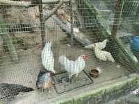 Farm In The City KL – A Fun and Hands-On Experience for the Whole Family