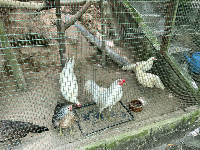 Farm In The City KL – A Fun and Hands-On Experience for the Whole Family