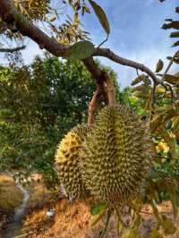 Hiking to Penang’s Hidden Glass House — With a Durian Surprise 