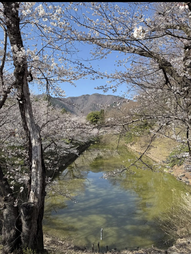 🏯長野・上田城｜真田氏ゆかりの歴史を感じる城跡