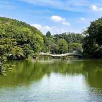 🌿🌸 Yakushi-Ike Park (薬師池公園), Machida: A Hidden Summer Oasis Near Tokyo