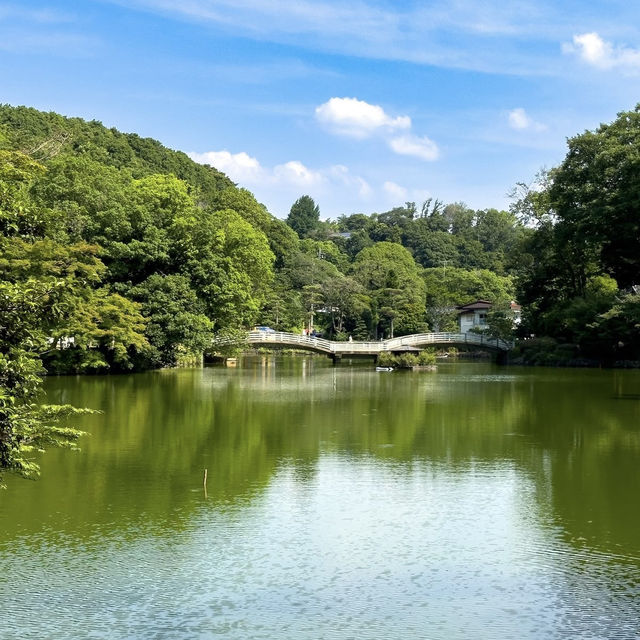 🌿🌸 Yakushi-Ike Park (薬師池公園), Machida: A Hidden Summer Oasis Near Tokyo
