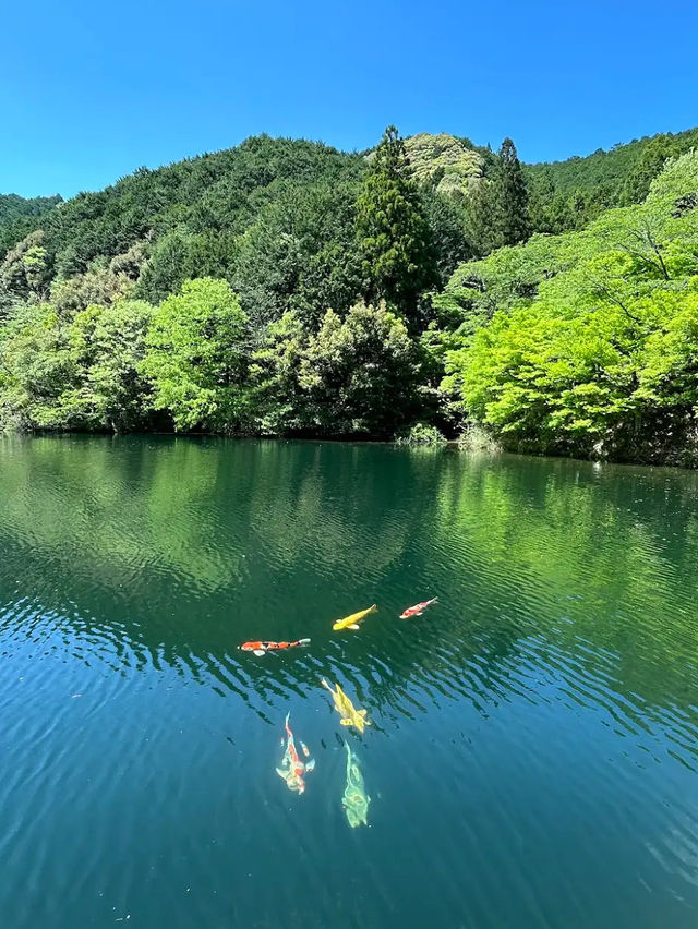 🌳三重｜真手公園（多気郡大台町）