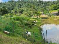 🌱 Talula Hill Farm Resort – A Refreshing Farm‑Stay Escape in Kluang