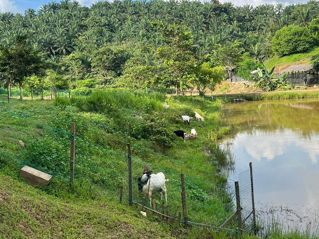 🌱 Talula Hill Farm Resort – A Refreshing Farm‑Stay Escape in Kluang