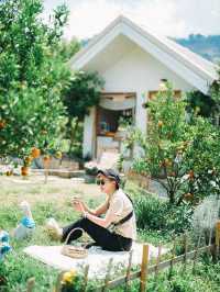 สวนส้มจินจู JINJU the orange farm 