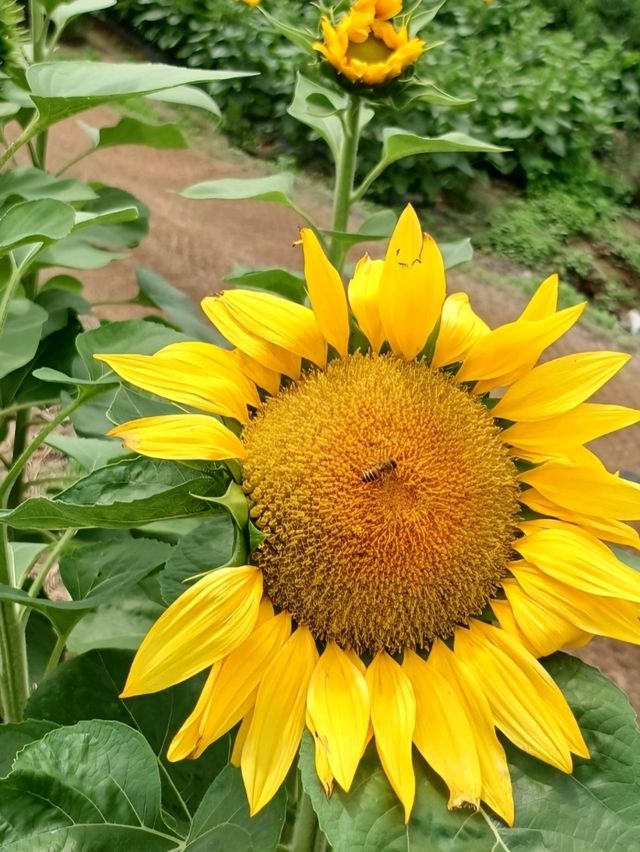 함안 여름꽃 축제의 현장