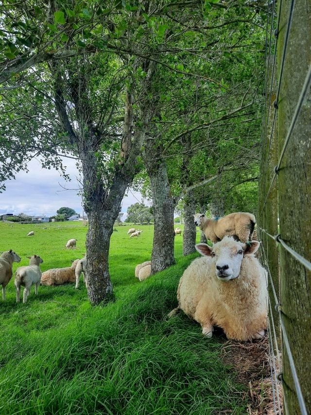 ไปหาน้องแกะที่ Ambury Farm Regional Park📍🐑